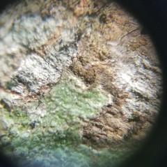 Pertusaria sinusmexicani