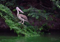 Pelecanus philippensis