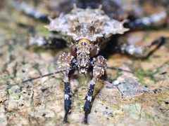 Centrocnemis