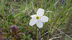 Oxalis smithiana