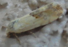 Ponometia libedis