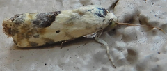 Ponometia libedis