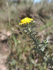 Oedera fruticosa