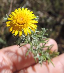 Oedera fruticosa
