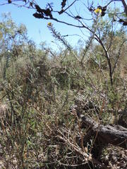 Oedera fruticosa