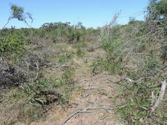 Oedera fruticosa