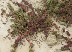 Portulaca grandiflora