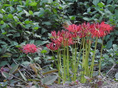Lycoris radiata