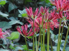 Lycoris radiata