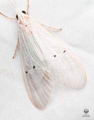 Polymorphanisus ocularis