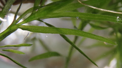 Najas guadalupensis