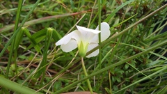 Oxalis smithiana