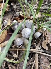 Coprinellus disseminatus