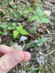 Coprinellus disseminatus