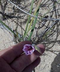 Gladiolus gueinzii