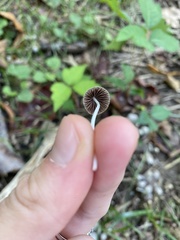 Coprinellus disseminatus