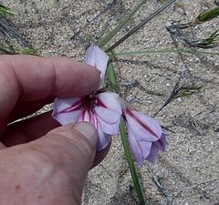 Gladiolus gueinzii