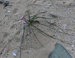 Gladiolus gueinzii