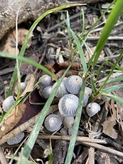 Coprinellus disseminatus