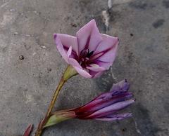 Gladiolus gueinzii
