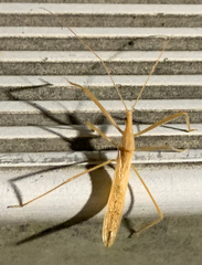 Doldina interjungens