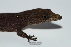 Sphaerodactylus lineolatus