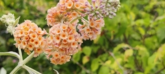 Buddleja weyeriana