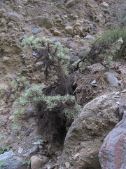 Astragalus denudatus