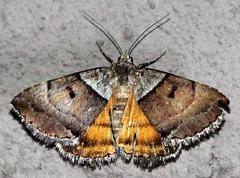 Plecopterodes moderata