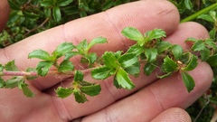 Cliffortia ferruginea