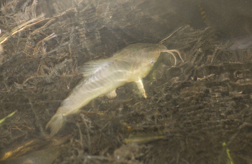 Hoplosternum littorale