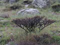 Astragalus denudatus