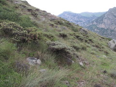 Astragalus denudatus