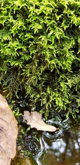 Hyocomium armoricum