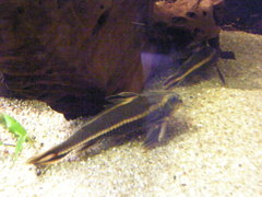 Platydoras armatulus