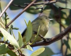 Leiothlypis celata
