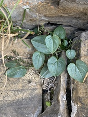 Dioscorea pyrenaica