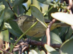 Leiothlypis celata