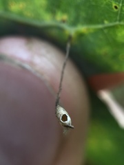 Meteorus pulchricornis