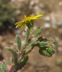 Osteospermum calendulaceum