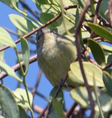 Leiothlypis celata