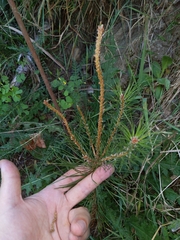 Acantholyda hieroglyphica