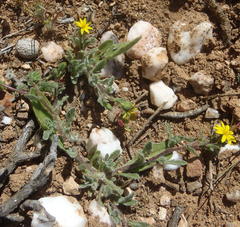 Osteospermum calendulaceum