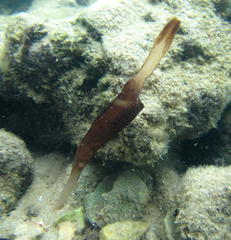 Solenostomus cyanopterus