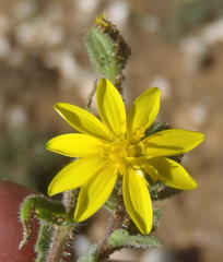 Osteospermum calendulaceum
