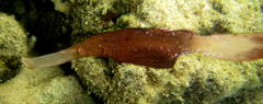 Solenostomus cyanopterus