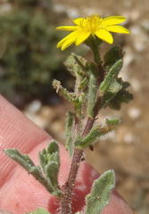 Osteospermum calendulaceum