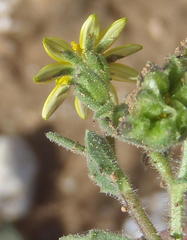 Osteospermum calendulaceum