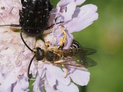 Halictus sexcinctus