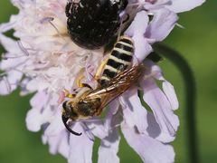 Halictus sexcinctus